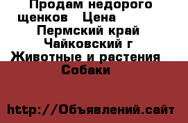 Продам недорого щенков › Цена ­ 6 000 - Пермский край, Чайковский г. Животные и растения » Собаки   